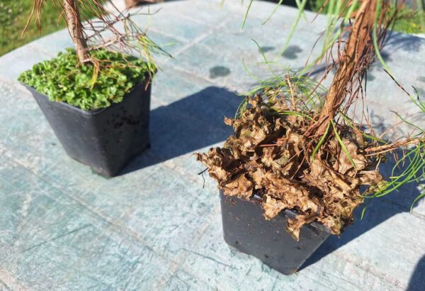 MossKade samblatõrje näide potitaimel: roheline sammal vs kuivanud samblakiht mullapinnal